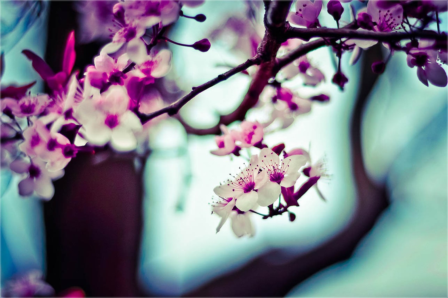 shallow focus photography of pink and white flowers